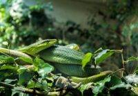 Zielony wąż jadowity