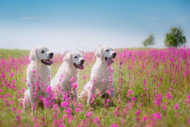 golden retrievery na kolorowej łące (2)