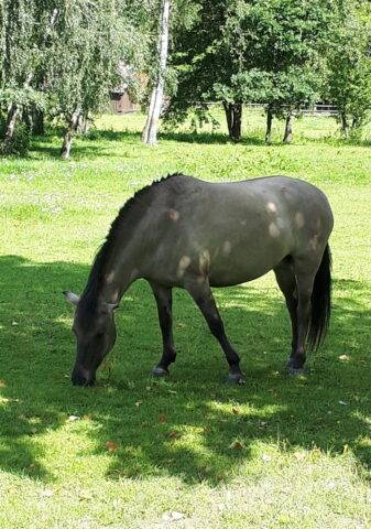 konik Polski w Białowieskim Parku Krajobrazowym