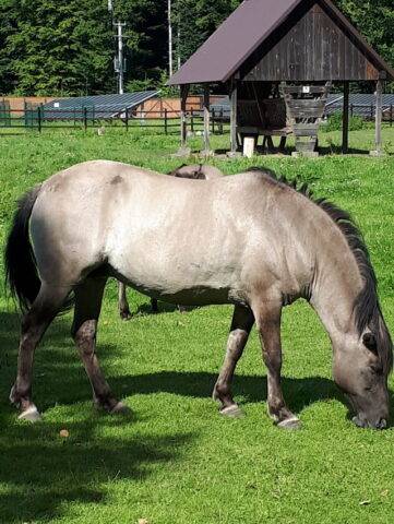 konik polski