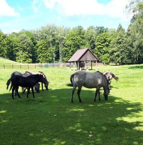 koniki polskie Białowieża 
