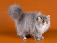 kot perski rasa kotów