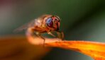 Jakie owady są szkodnikami?