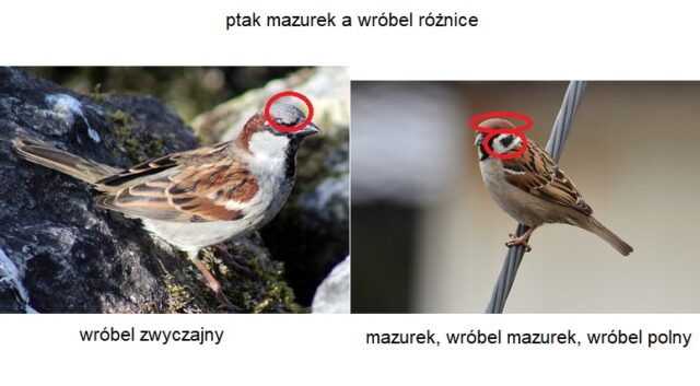 różnice pomiędzy ptakiem mazurkiem a wróblem zwyczajnym
