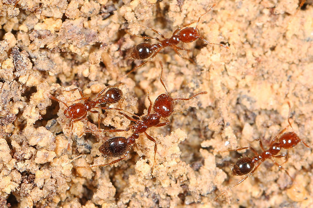 zwierzęta chodzące po wodzie mrówki ogniste
