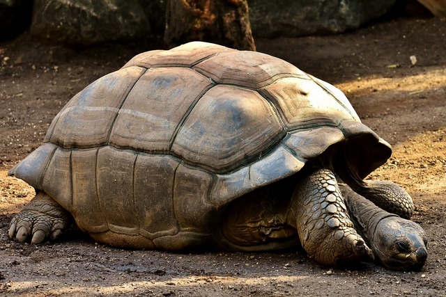 żółw olbrzymi odpoczywający