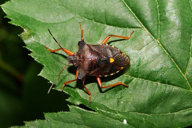 owad tarczówka rudonoga