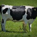 krowa czarno biała polska rasa bydła
