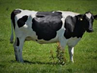 krowa czarno biała polska rasa bydła