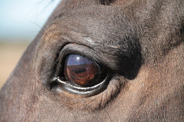 20 fascynujących faktów o koniach - końskie oczy
