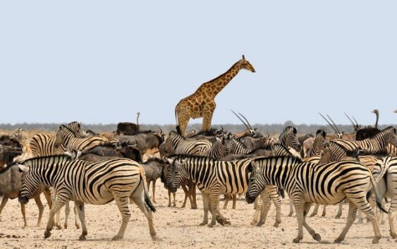 Zwierzęta Afryki