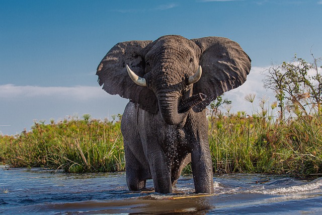 zwierzęta afryki słoń afrykański
