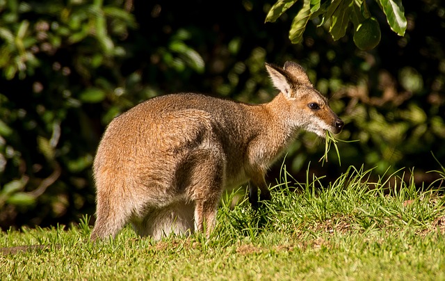 zwierzęta roślinożerne wallaby kangur rdzawoszyi