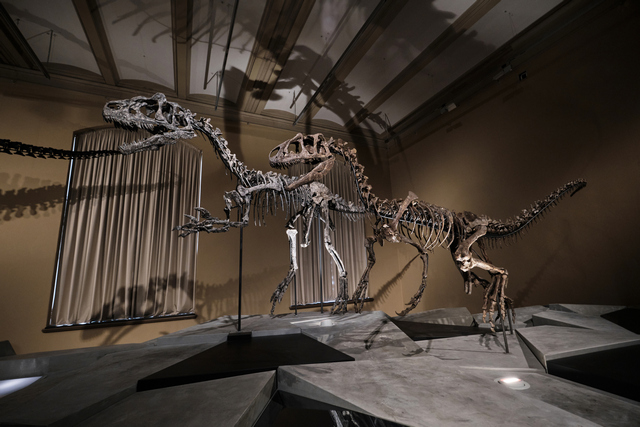 Skamieniałości dinozaurów w berlińskim muzeum historii naturalnej