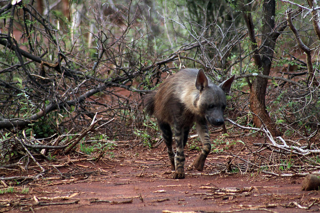 psowate z afryki hiena brunatna