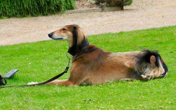 Chart perski Saluki opis rasy, charakter, wymagania choroby cena