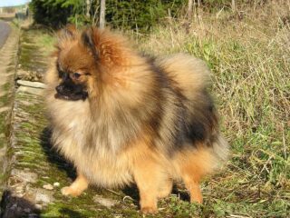 czy pomerania jest madry