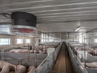 Wentylacja w chlewni z mechanicznym systemem wymiany powietrza nad kojcami dla świń