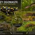 Płazy ogoniaste w Polsce, salamandra plamista i traszki w naturalnym środowisku