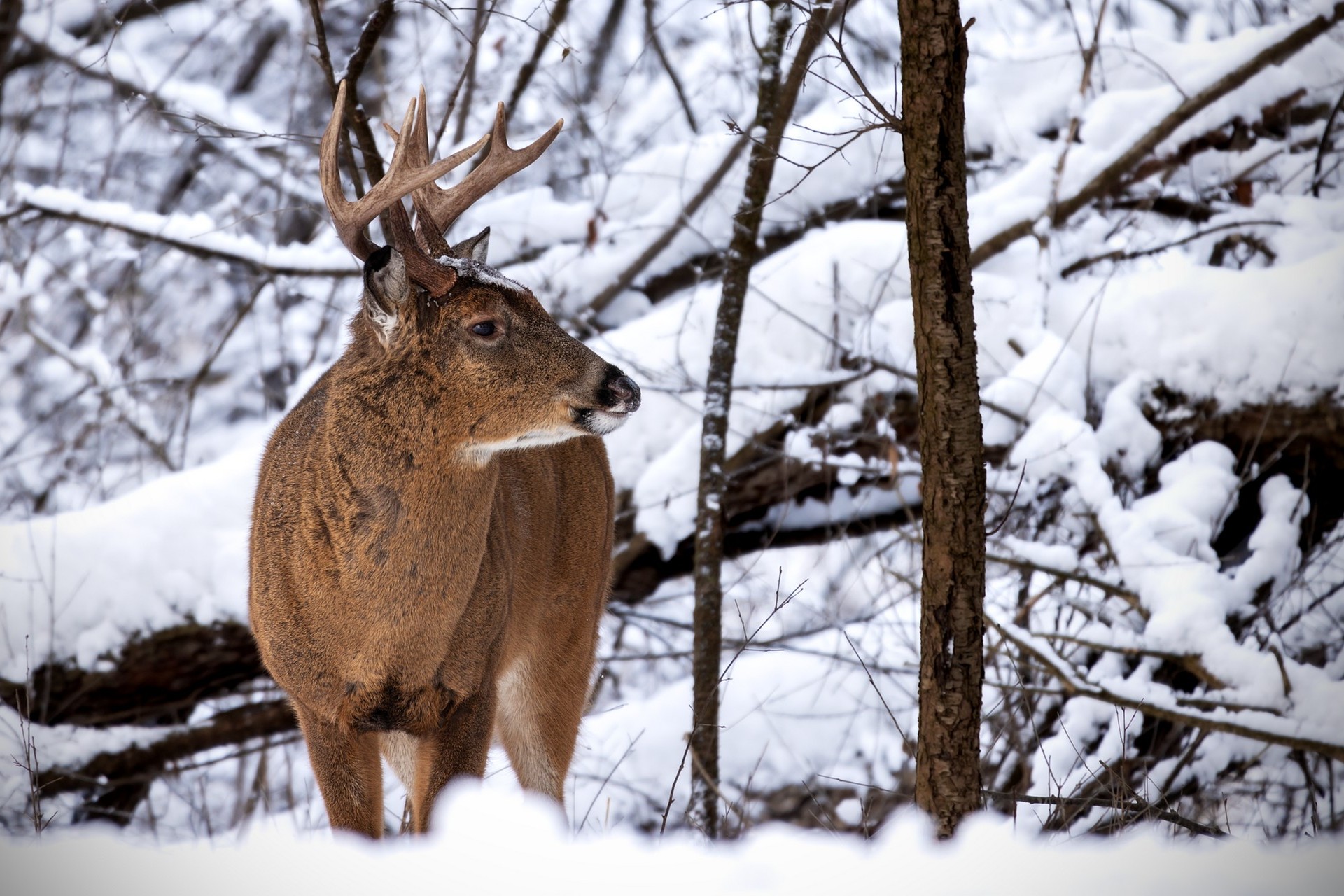 Jeleń w zimowym lesie Jeleń stojący w zimowym lesie wśród zaśnieżonych drzew