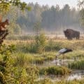 Zwierzęta pod ochroną w Polsce Zwierzęta pod ochroną w Polsce, żubr, bocian biały i wiewiórka w naturalnym środowisku