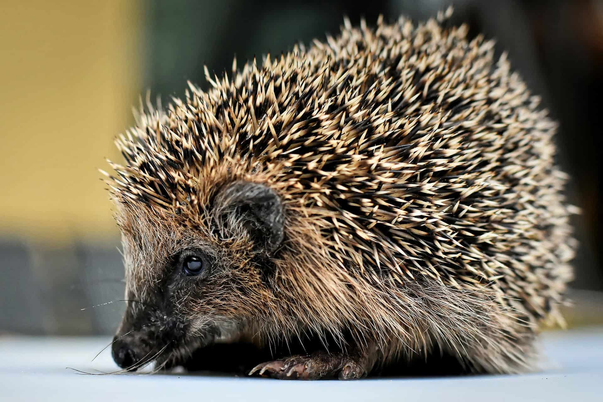 Dlaczego jeże mają kolce? Jeż w naturalnym otoczeniu Jeż z wyraźnie widocznymi kolcami wśród zielonej roślinności